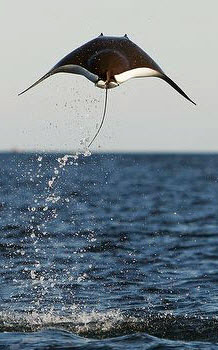 Mobula mobular05.jpg